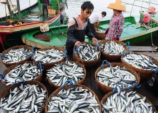 Nâng cao hiệu quả đánh bắt sau mỗi chuyến đi